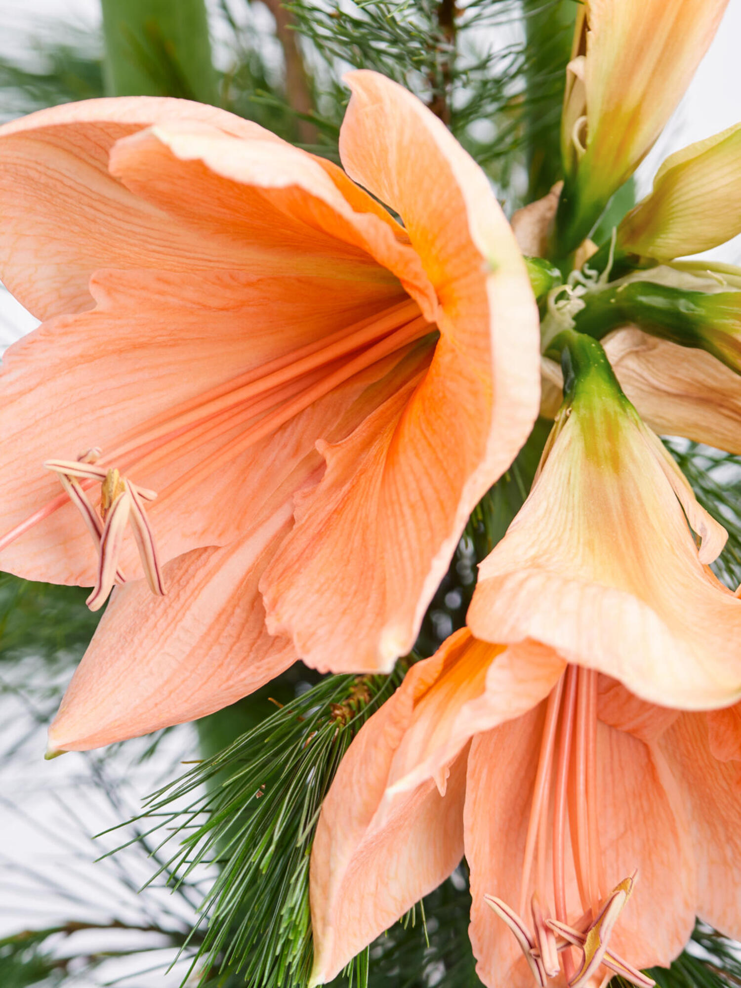 Festive Season – Bild 3