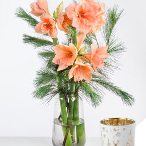 Zauber der Weihnacht