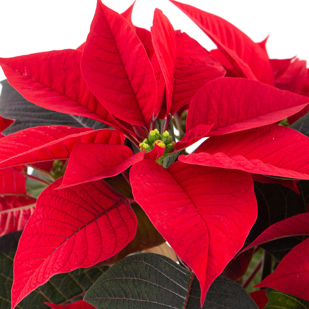 Roter Weihnachtsstern + gratis Topf (weiß) | +/- 30 cm | ø 13 cm | Poinsettie – Bild 2