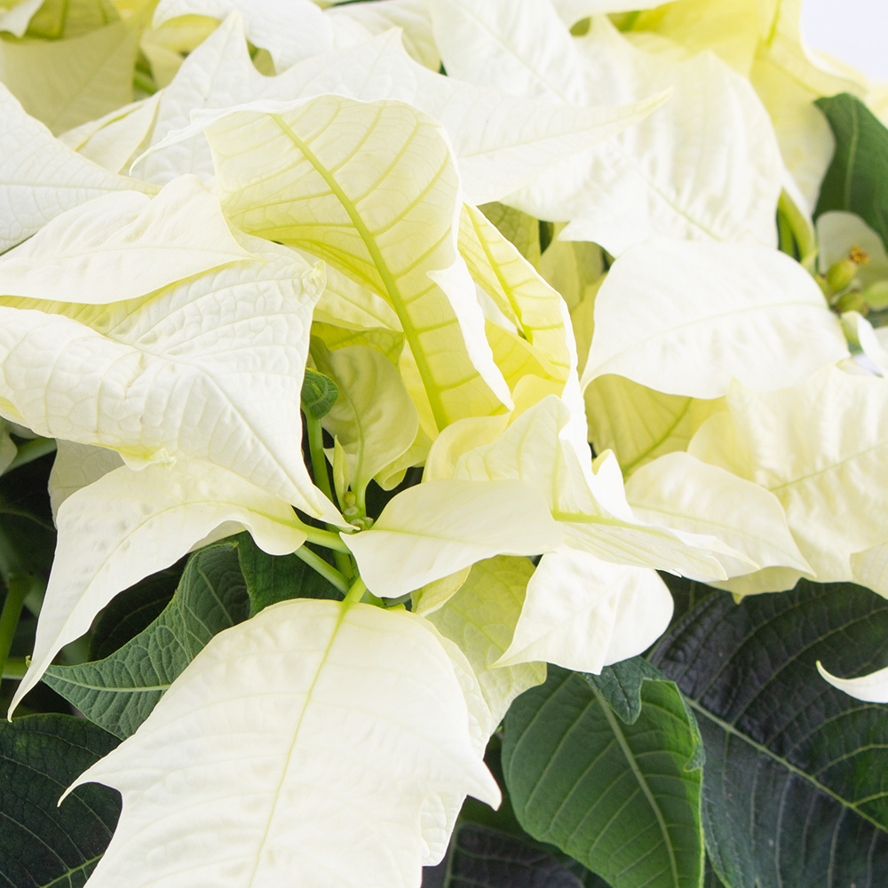 Zwei weiße Weihnachtssterne + gratis DUO-Topf | +/- 25 cm | ø 13 cm | Poinsettie – Bild 2