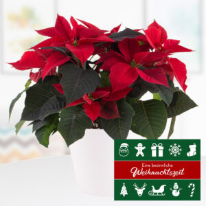 Roter Weihnachtsstern + gratis Topf + Weihnachtskarte