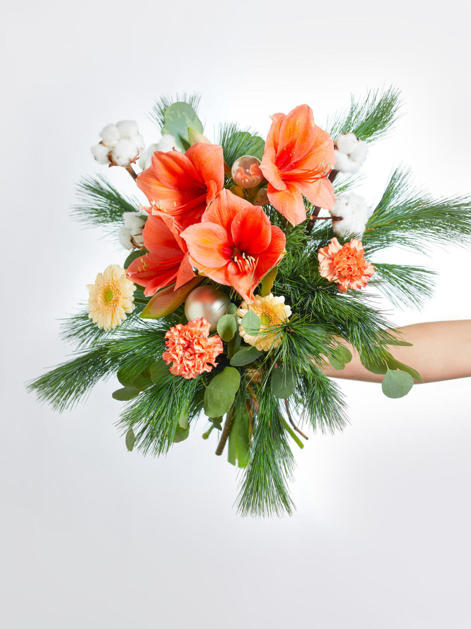 Apricot Dream – Bild 2