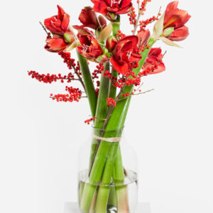 Roter Amaryllistraum