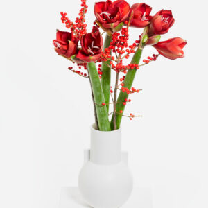 Roter Amaryllistraum