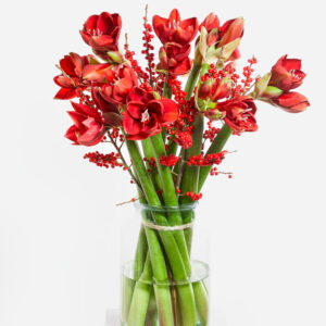 Roter Amaryllistraum