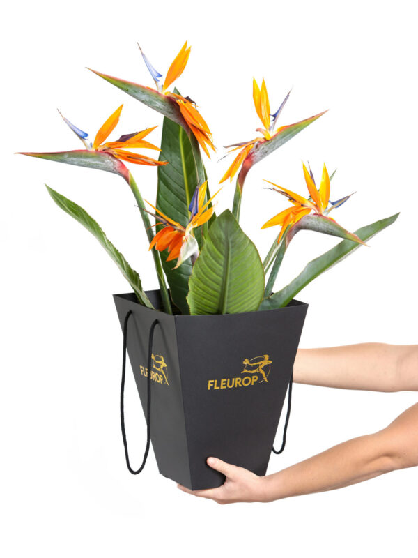 Bird of Paradise – Bild 2