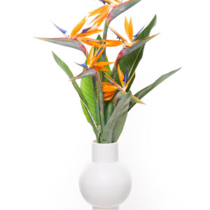 Bird of Paradise