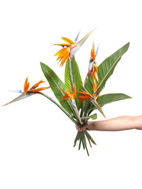 Bird of Paradise – Bild 3
