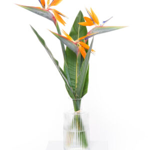 Bird of Paradise