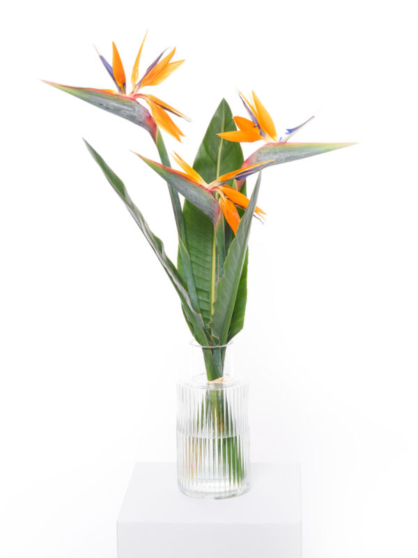 Bird of Paradise