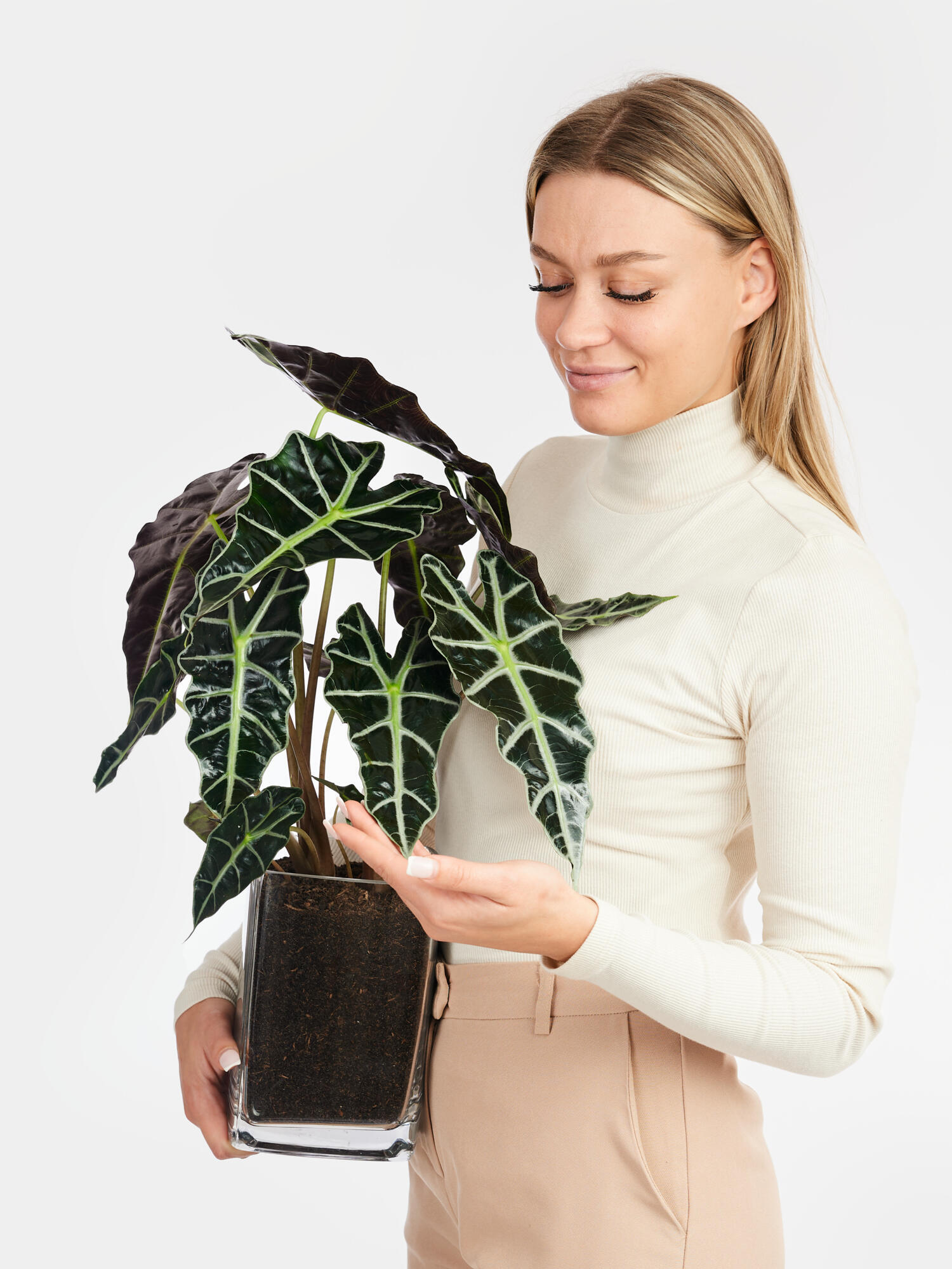 Alocasia 'Polly' in Vase – Bild 2
