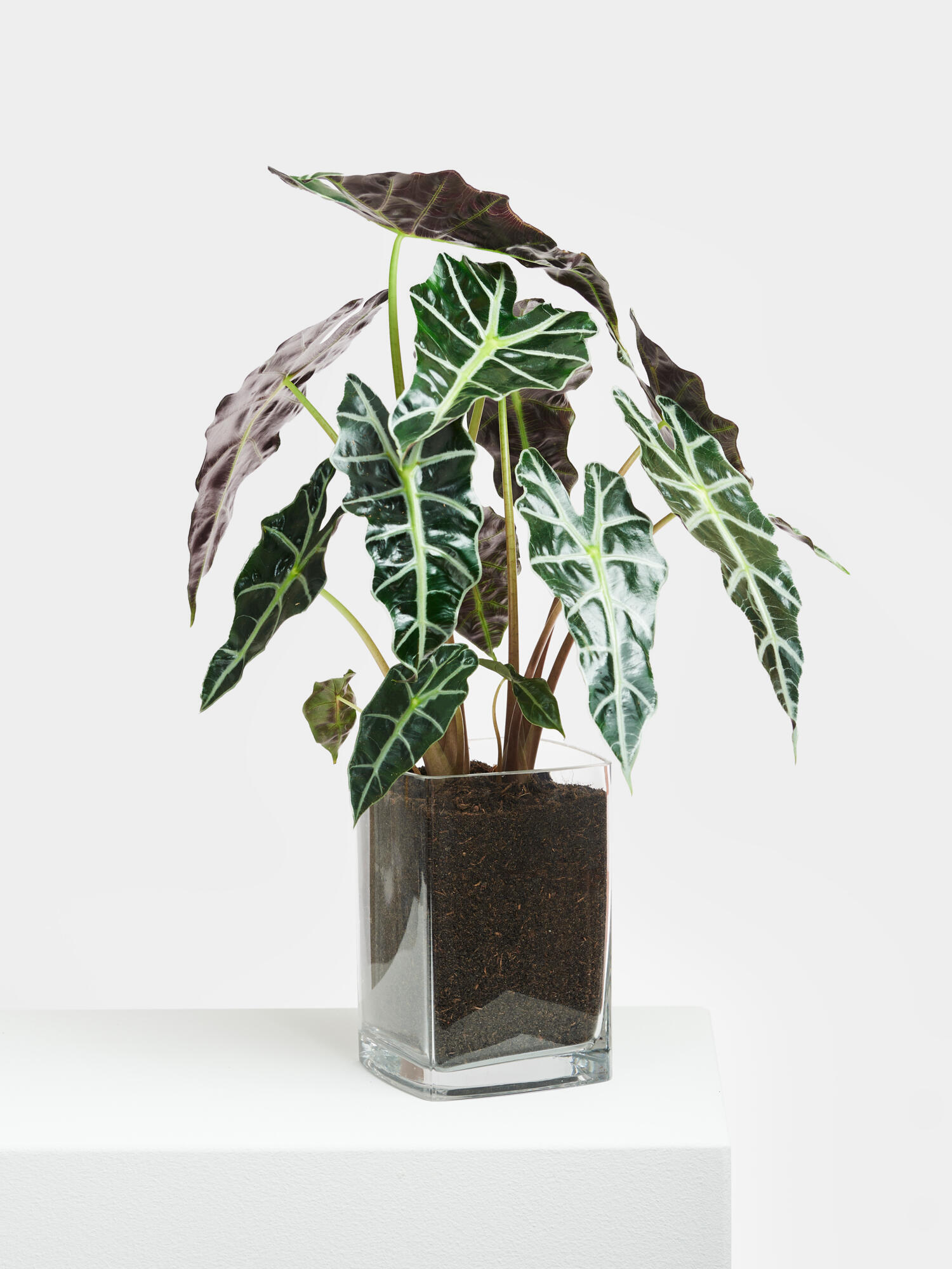 Alocasia 'Polly' in Vase – Bild 3