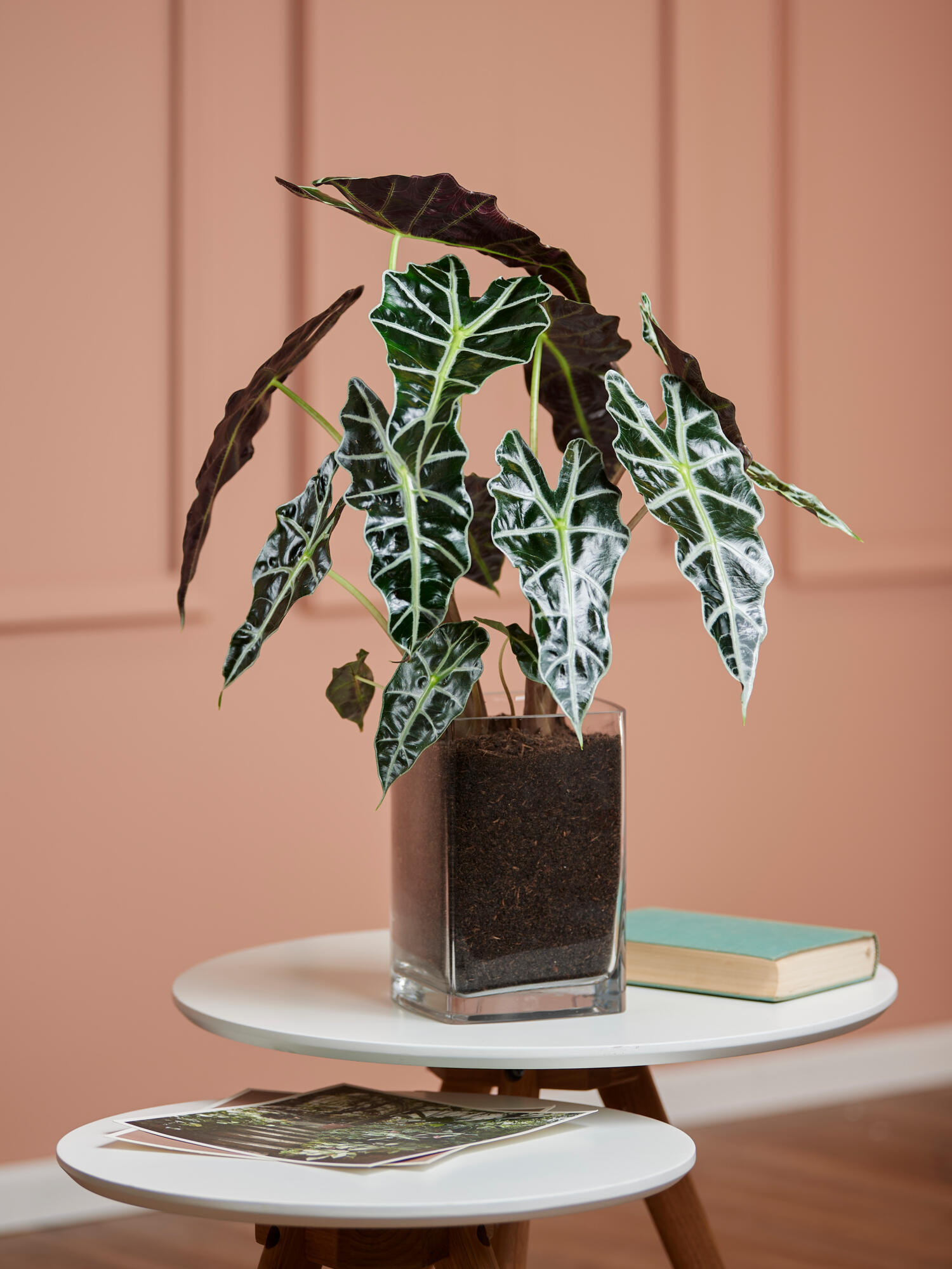 Alocasia 'Polly' in Vase