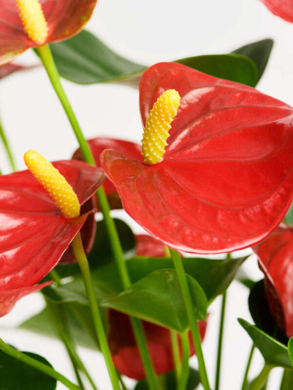 Rote Flamingoblume in Vase – Bild 4