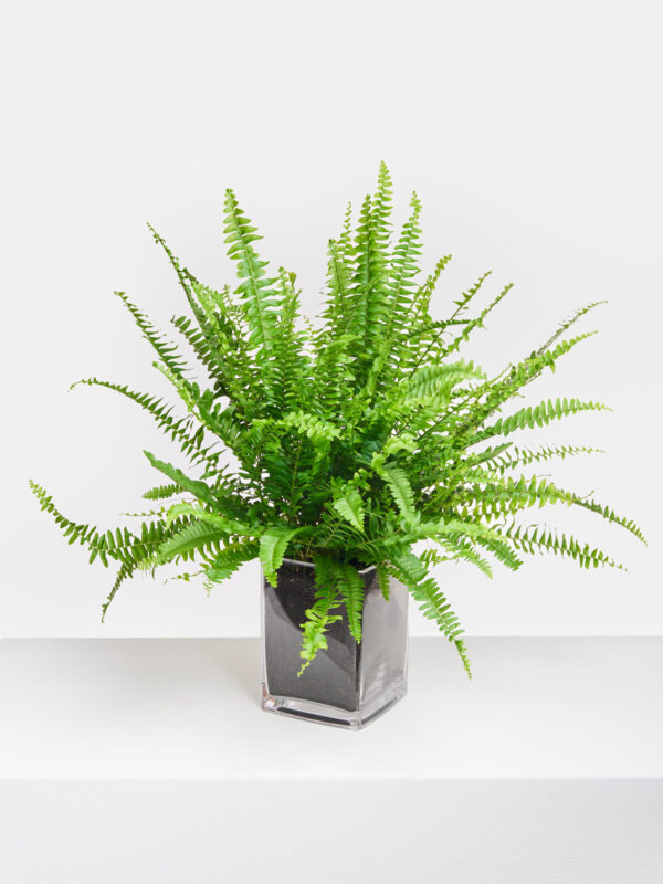 Schwertfarn in Vase – Bild 4