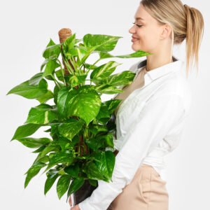 Efeutute am Kokosstab in Vase