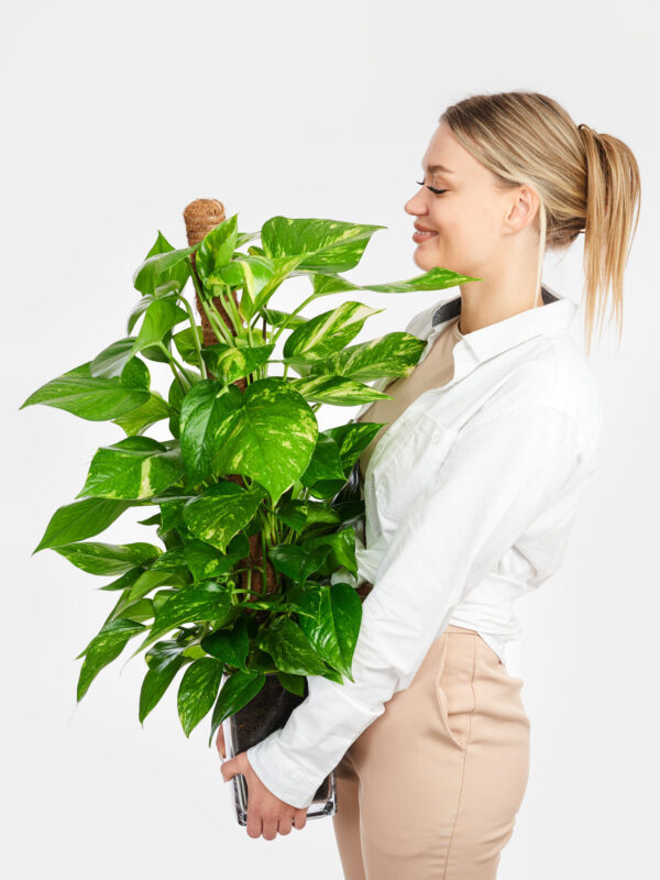 Efeutute am Kokosstab in Vase