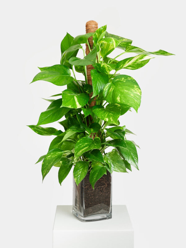 Efeutute am Kokosstab in Vase – Bild 2