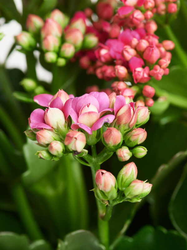 Flammendes Käthchen in Vase – Bild 4