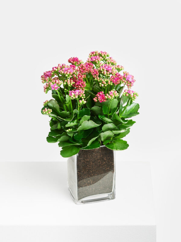 Flammendes Käthchen in Vase – Bild 2