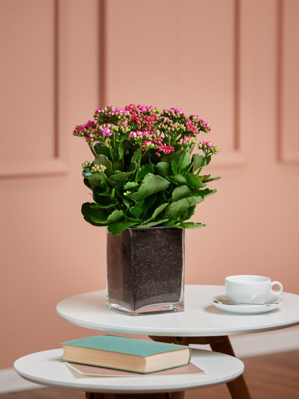 Flammendes Käthchen in Vase – Bild 3
