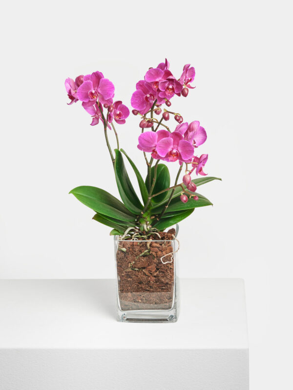 Pinke Orchidee in Vase – Bild 3