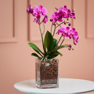 Pinke Orchidee in Vase