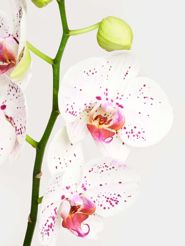 Weiß-pinke Orchidee in Vase – Bild 4