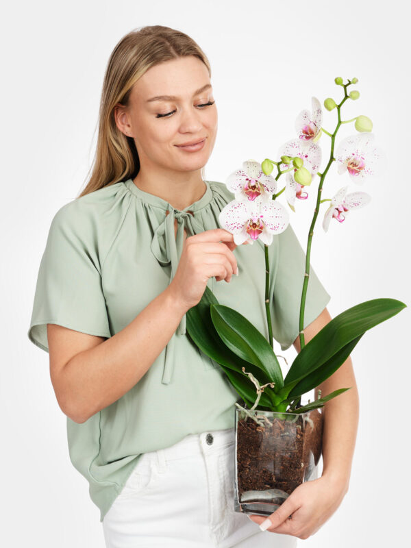 Weiß-pinke Orchidee in Vase – Bild 2