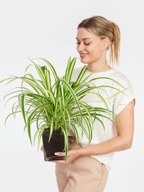 Grünlilie in Vase – Bild 4