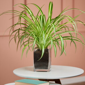Grünlilie in Vase