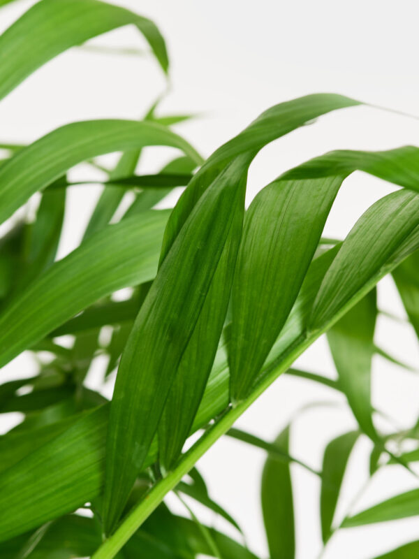 Bergpalme in Vase – Bild 3
