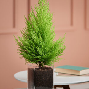 Zimmerzypresse in Vase