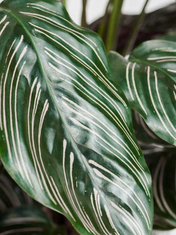 Korbmarante 'Sanderiana' in Vase – Bild 4