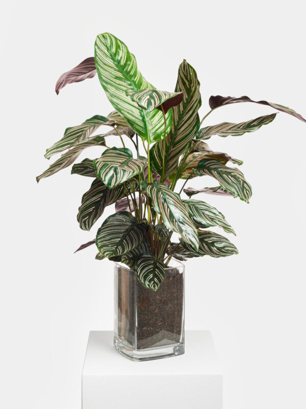Korbmarante 'Sanderiana' in Vase – Bild 3