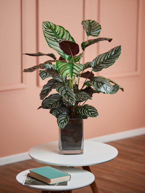 Korbmarante 'Sanderiana' in Vase – Bild 2