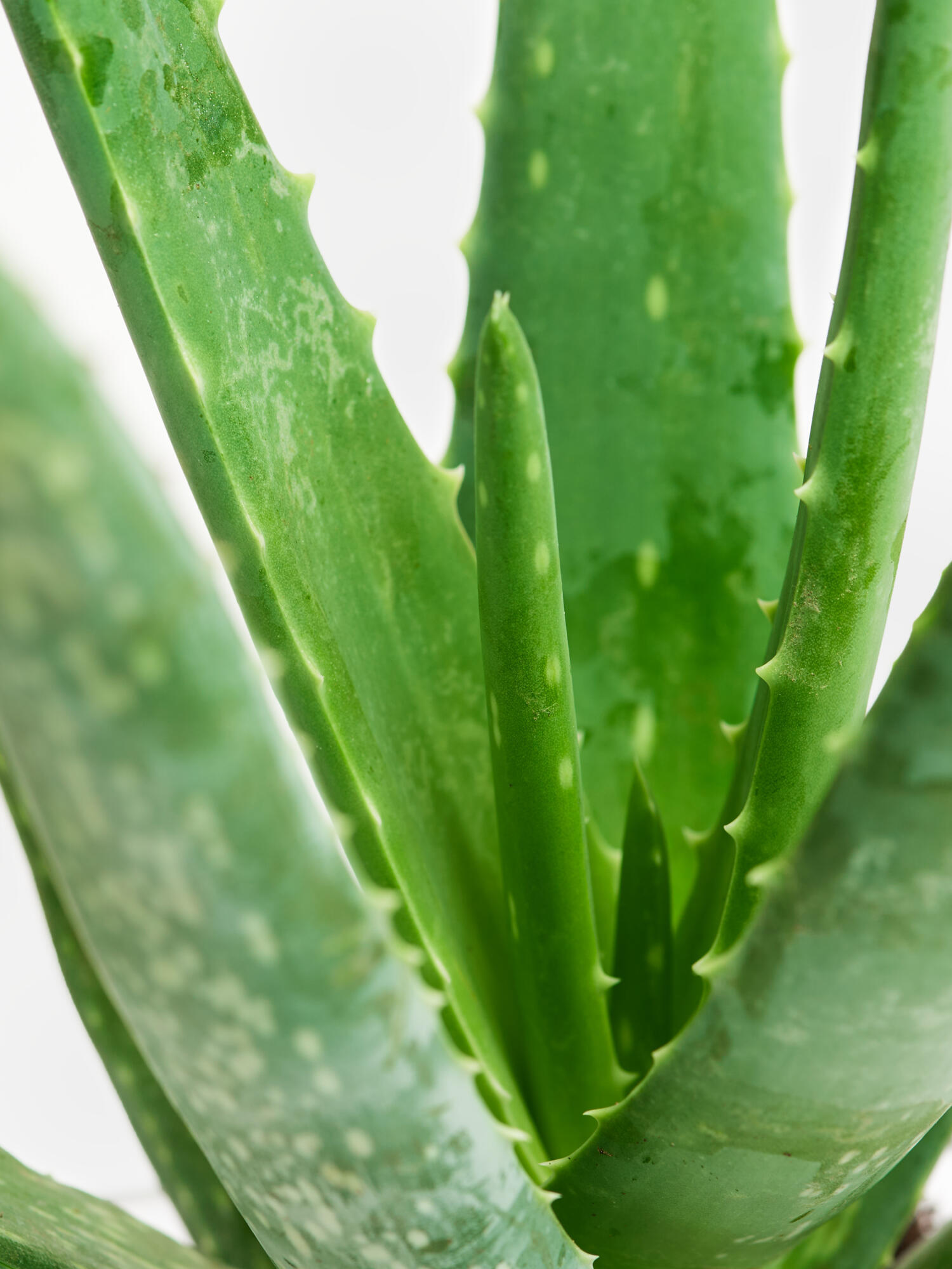 Echte Aloe in Vase – Bild 2