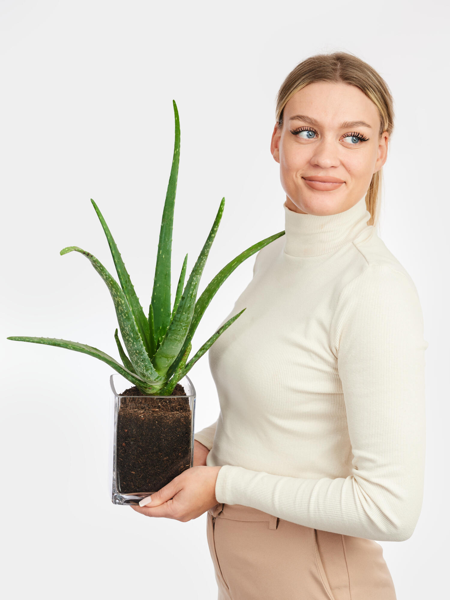 Echte Aloe in Vase – Bild 4