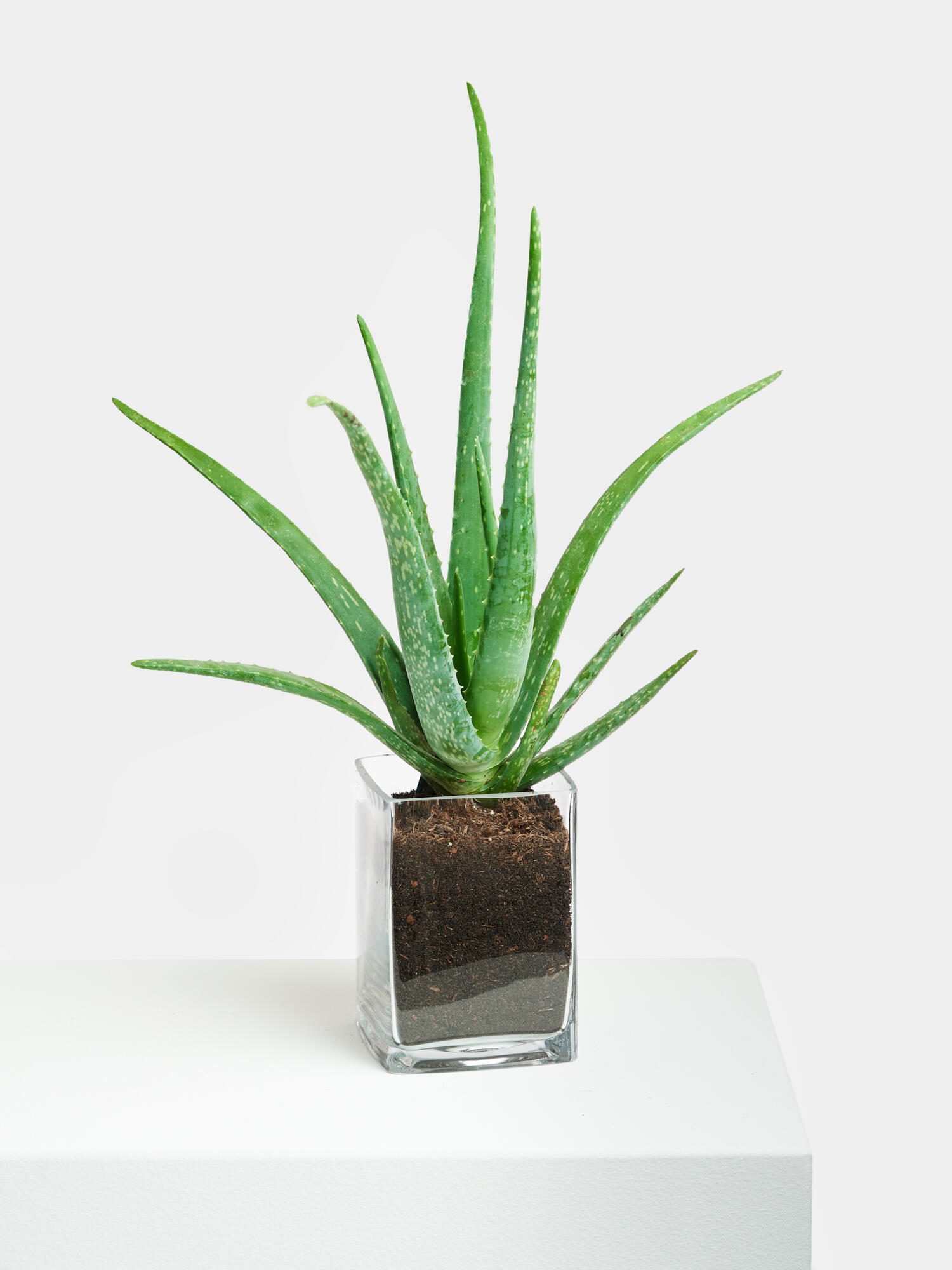 Echte Aloe in Vase – Bild 3