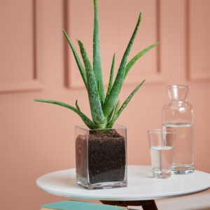 Echte Aloe in Vase