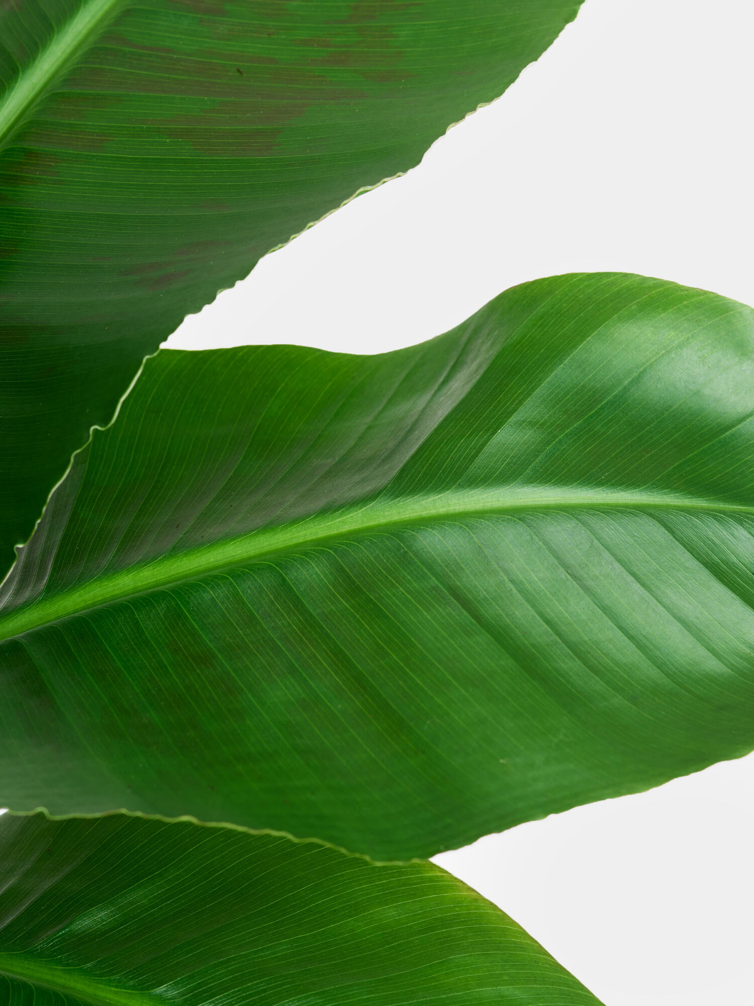 Zierbanane in Vase – Bild 4