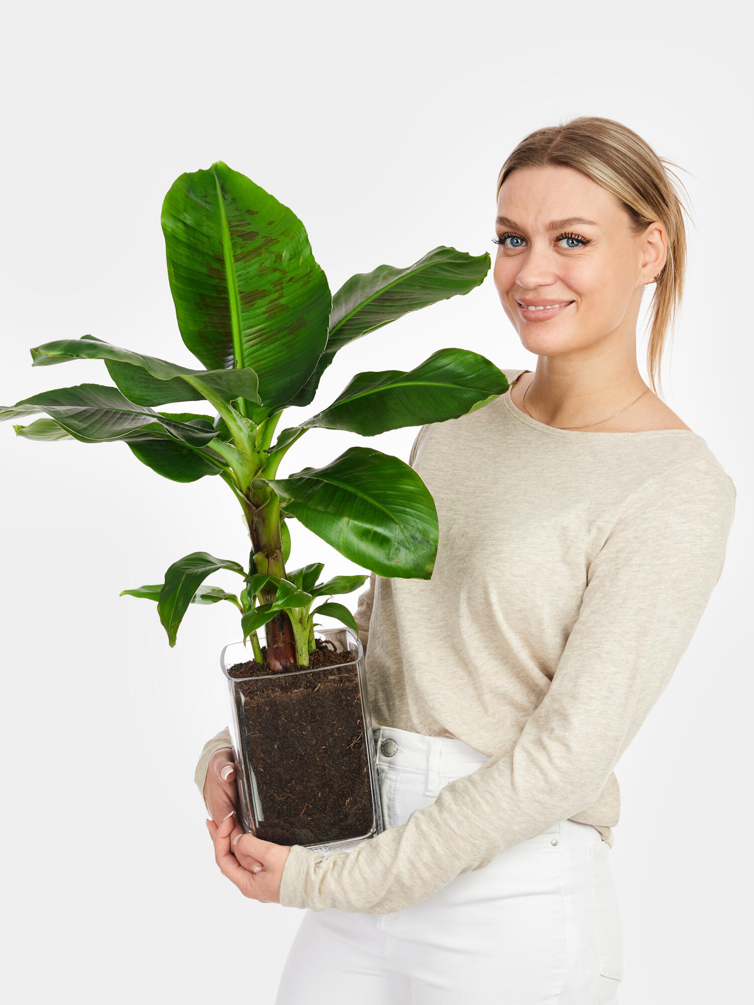 Zierbanane in Vase – Bild 3