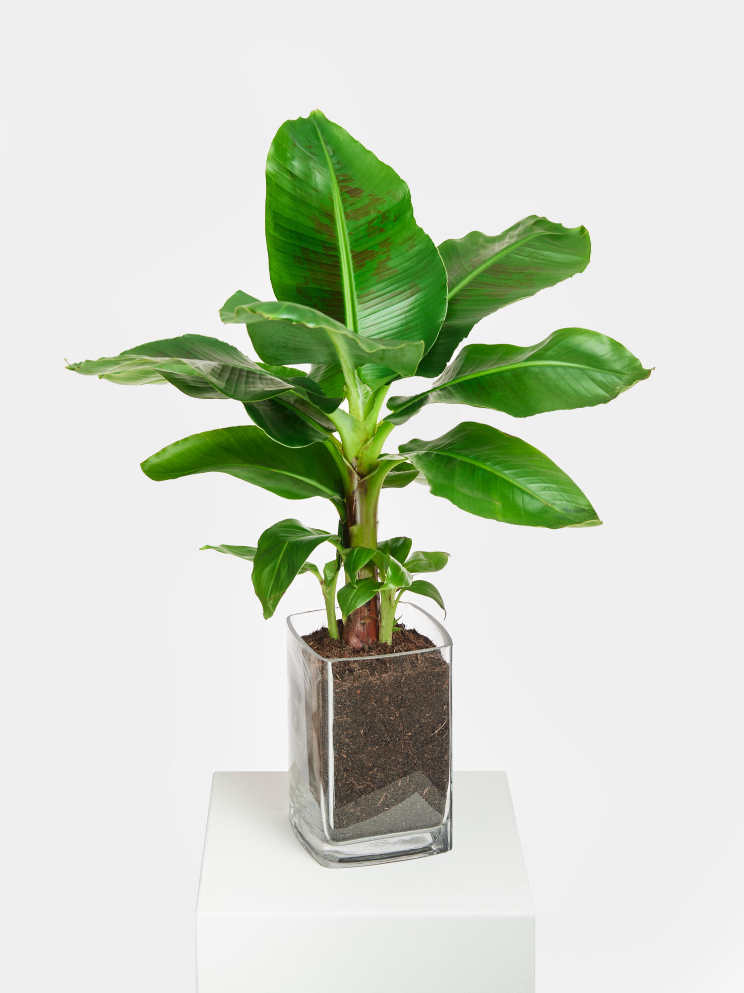 Zierbanane in Vase – Bild 2