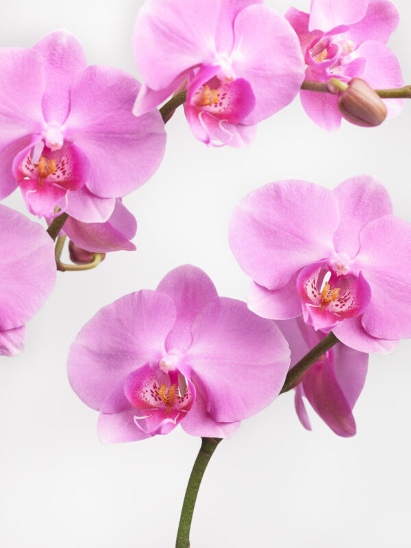 Pinke Orchidee in Vase mit Flachs – Bild 2