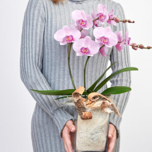 Pinke Orchidee in Vase mit Flachs