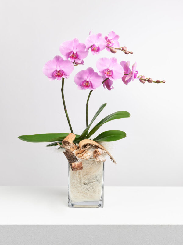 Pinke Orchidee in Vase mit Flachs – Bild 3