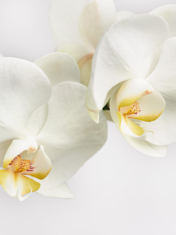 Weiße Orchidee in Vase mit Flachs – Bild 3