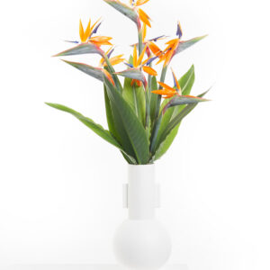 Bird of Paradise