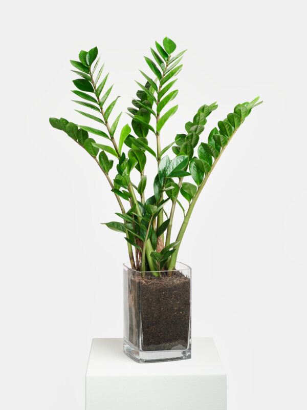 Glücksfeder in Vase – Bild 2
