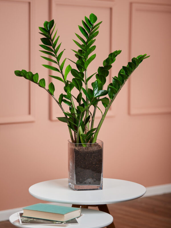 Glücksfeder in Vase – Bild 4